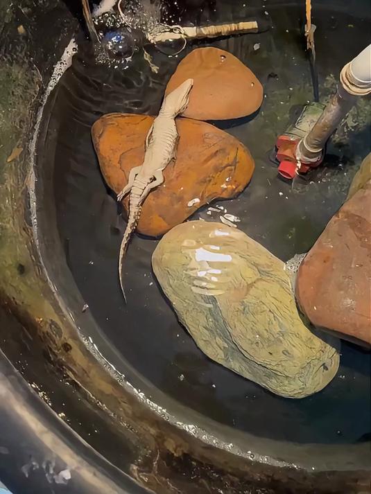 小鳄鱼没了～～