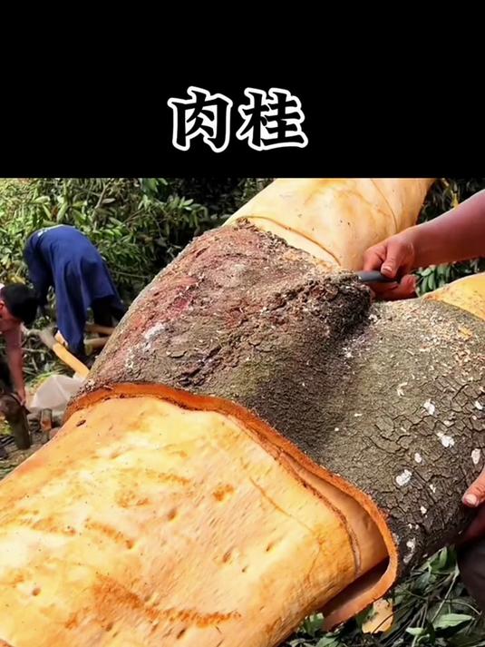 肉桂也叫玉桂，是樟科属的一种常绿乔木，它植株高大叶片椭圆