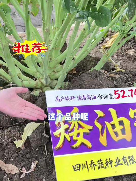 矮油冠油菜种，矮杆实心，籽粒饱满结实，产量好，出油多#种植##油菜籽#