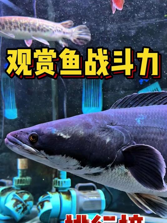 观赏鱼战斗力排行榜