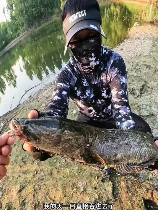 亮水如何钓底层的黑鱼，今天来教大家，不一样的感觉！