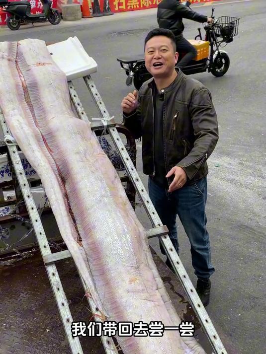 巨罕见巨大的龙宫使者体长五米120斤皇带鱼，做艾叶鸡脚尝尝看