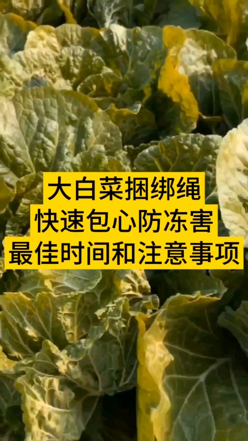 大白菜捆绑绳 快速包心防冻害,最佳时间和注意事项