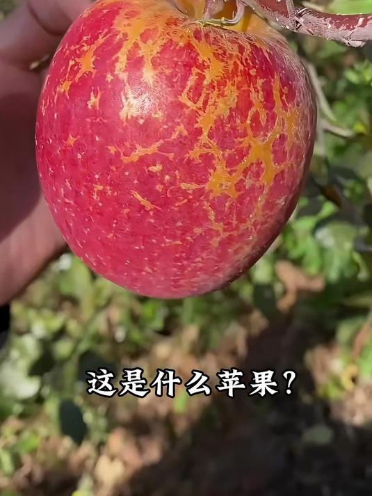 实拍分享介绍13个品种的苹果，你最爱吃的是什么苹果？