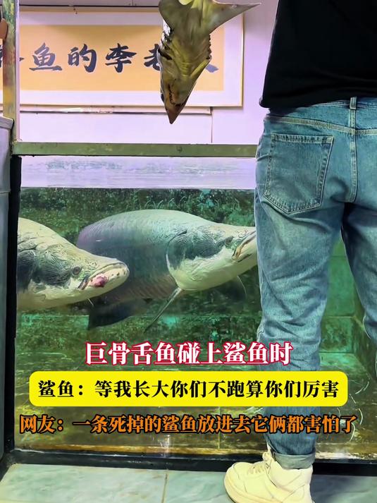 巨骨舌鱼碰上鲨鱼时,鲨鱼:等我长大你们不跑算你们厉害,网友:一条死掉的鲨鱼放进去它俩都害怕