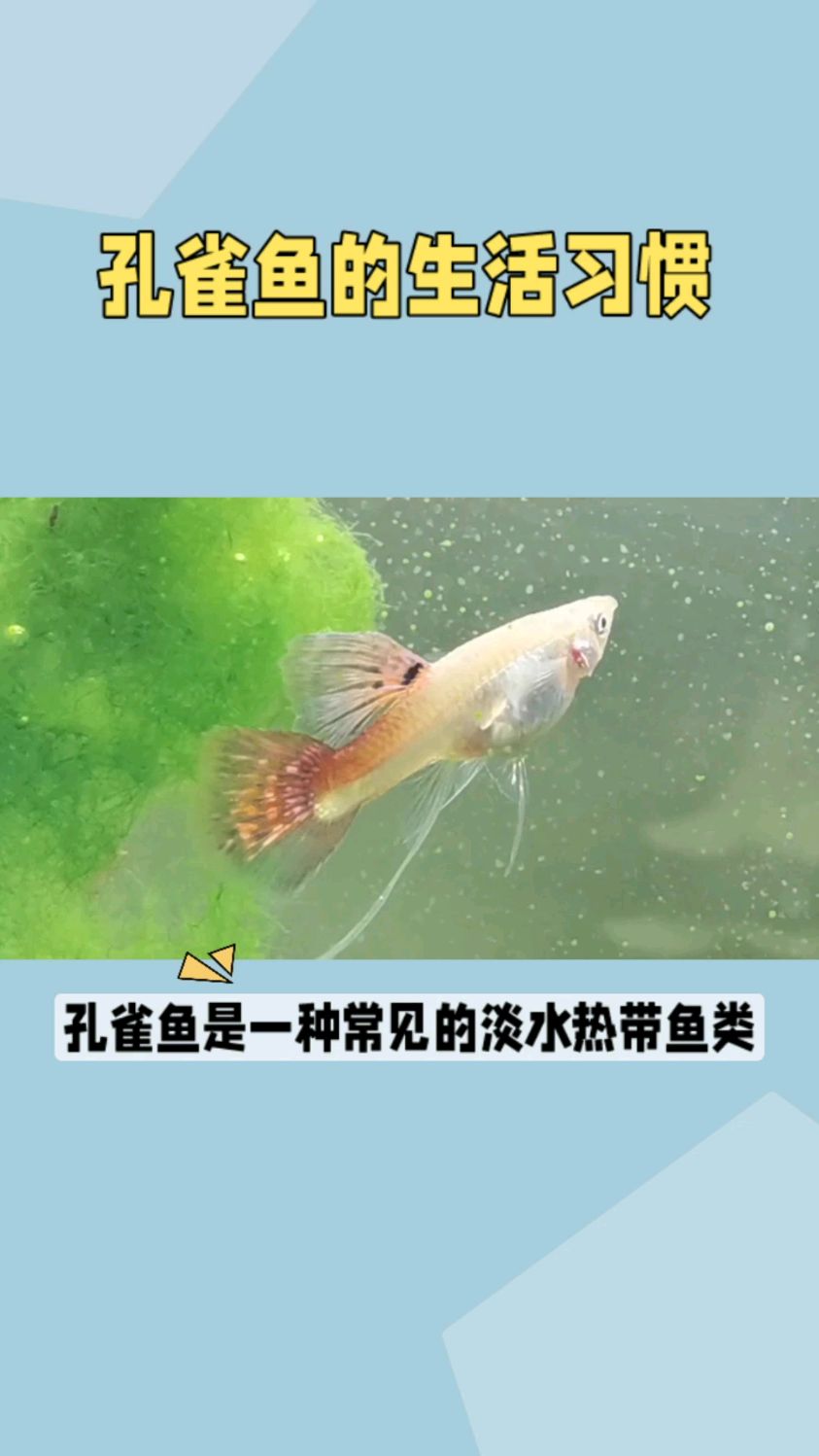 观赏鱼百科孔雀鱼