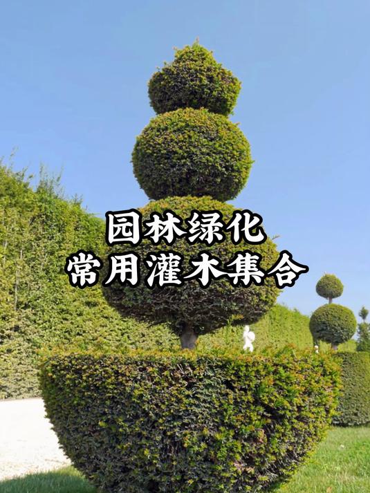 园林绿化常见灌木,你知道几种?20秒带你熟知