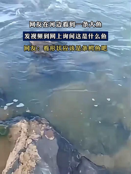 网友在河边看到一条大鱼,发视频到网上询问这是什么鱼
