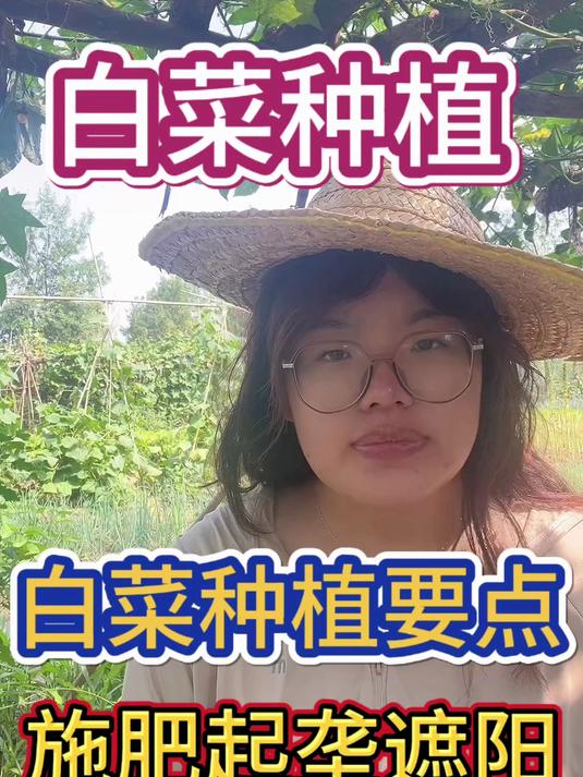 白菜种植需要注意什么