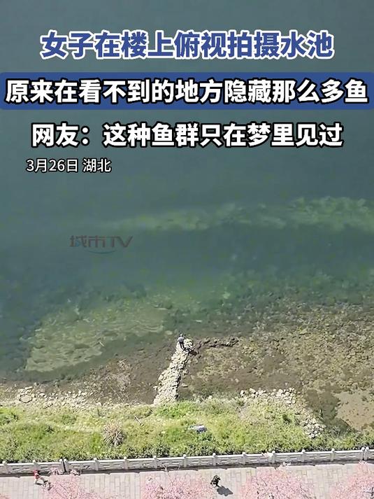 女子在楼上俯视拍摄水池,原来在看不到的地方隐藏那么多鱼