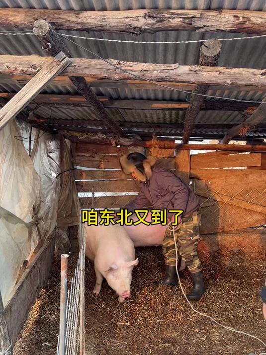杀年猪炖杀猪菜啦