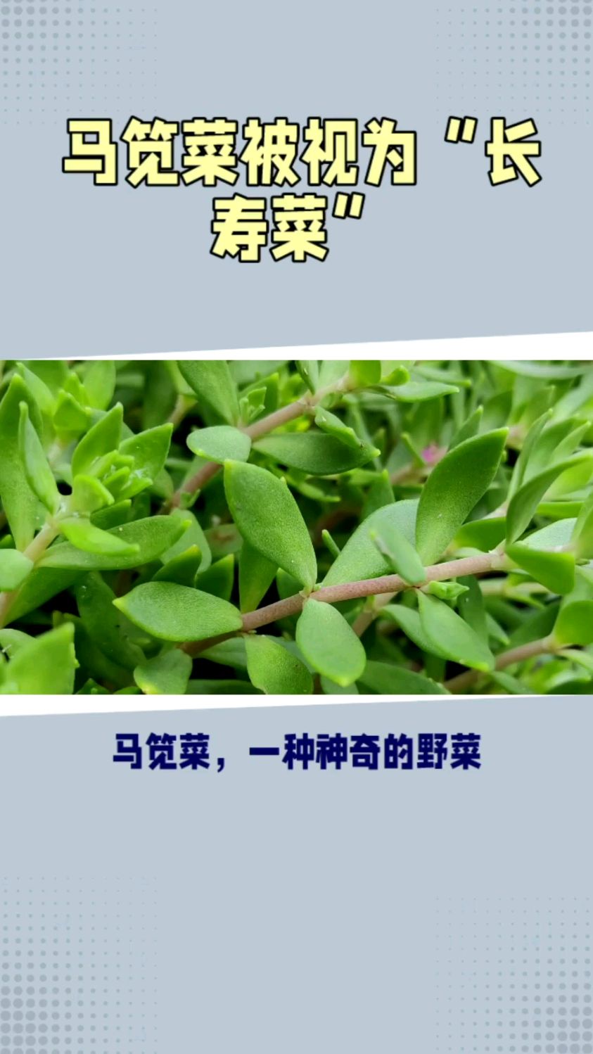 菜园、农田、路旁,为田间常见杂草被称为“长寿菜”
