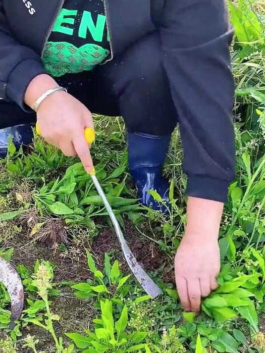 挖野菜，就用这个专用的挖野菜小铲子，硅胶把手不磨手
