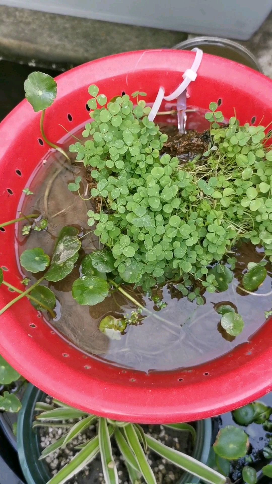 好几天没更新鱼池动态了今天就让你们看下