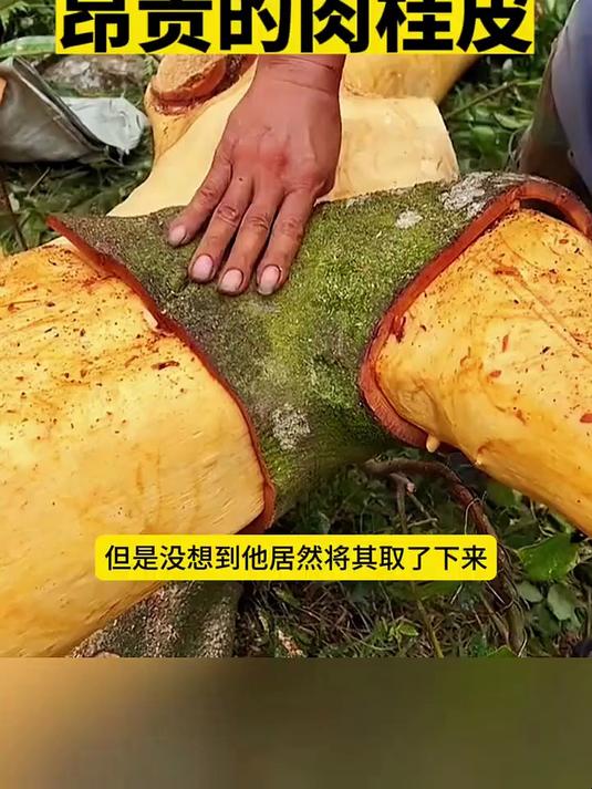昂贵的肉桂皮