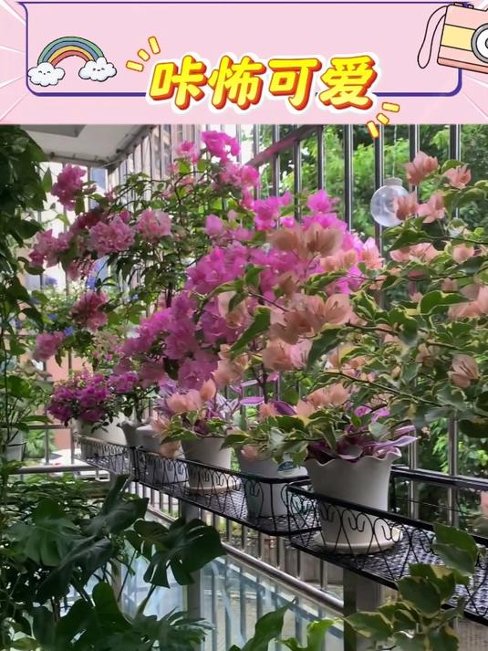 天冷 多肉绿植要搬回室内了,入手长条花架,不占空间放多肉一绝
