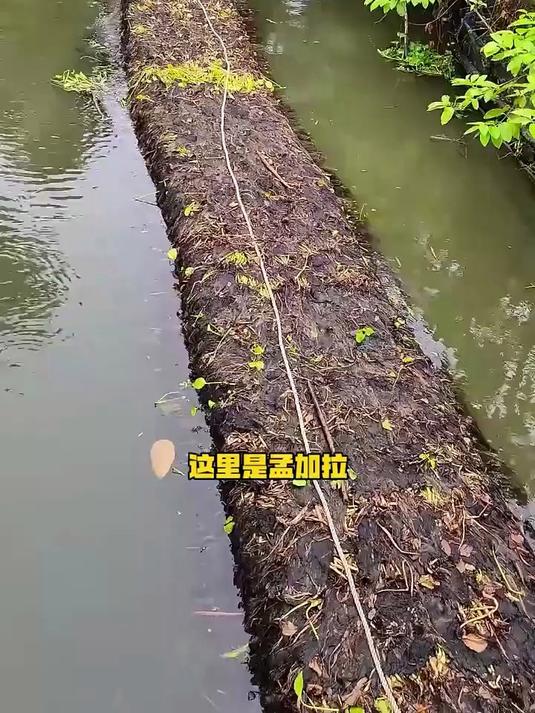 可以漂浮的菜地？孟加拉独特的“浮床种植法”