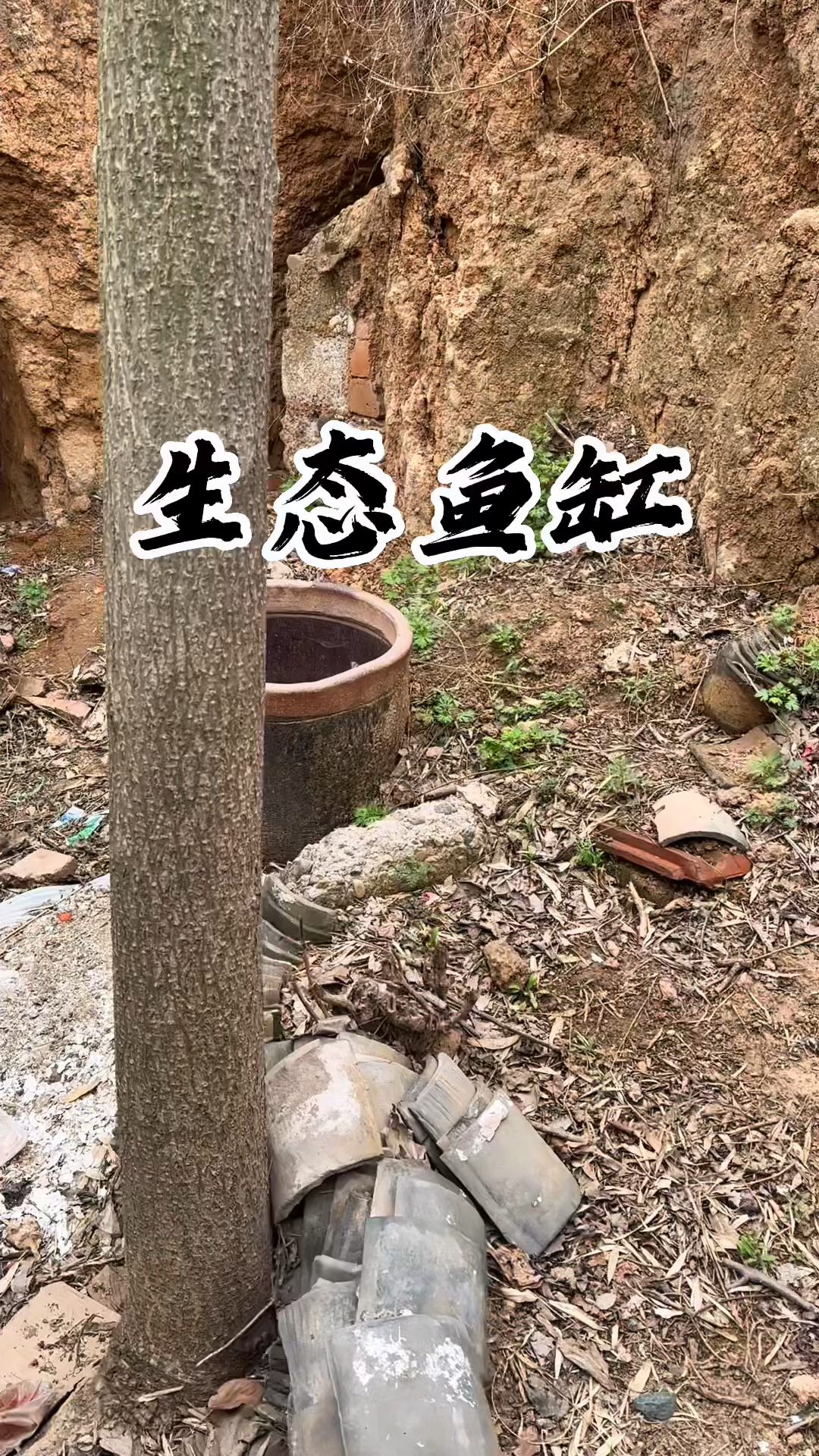 废物利用,生态鱼缸