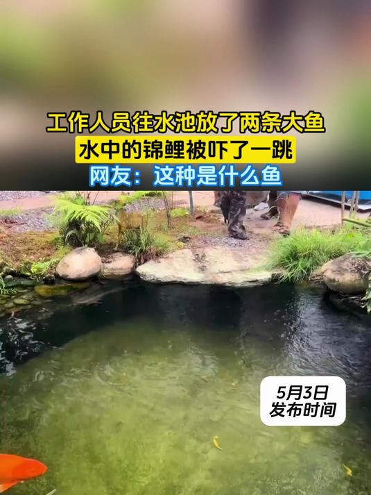 工作人员往水池放了两条大鱼,水中的锦鲤被吓了一跳,网友:这种是什么鱼