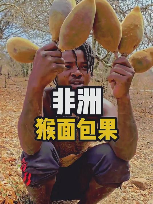这种果实是猴面包树的果实，是非洲当地人非常喜欢的一种食物！#科普 #涨知识#非洲#内容启发