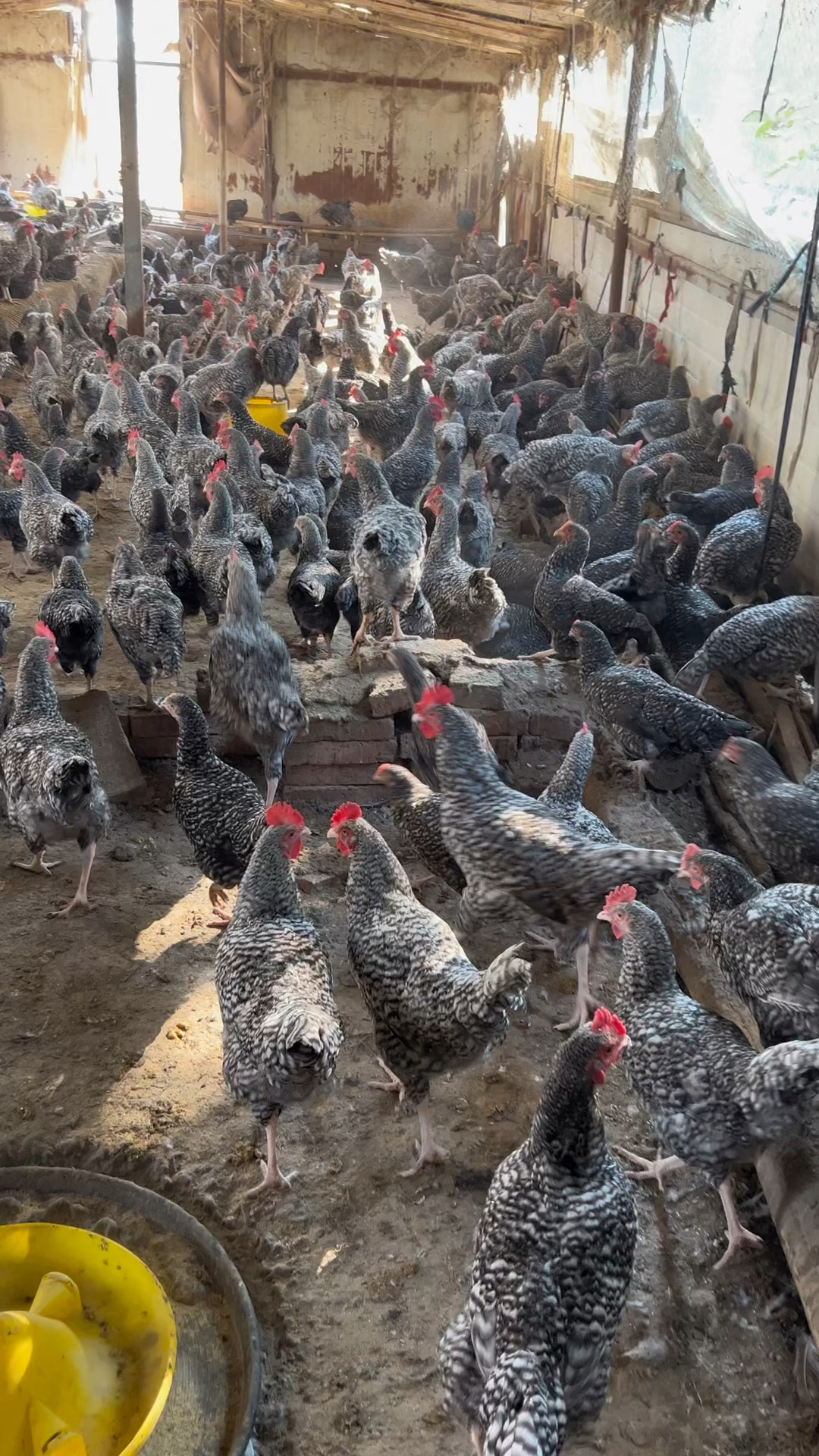 正宗散养芦花鸡