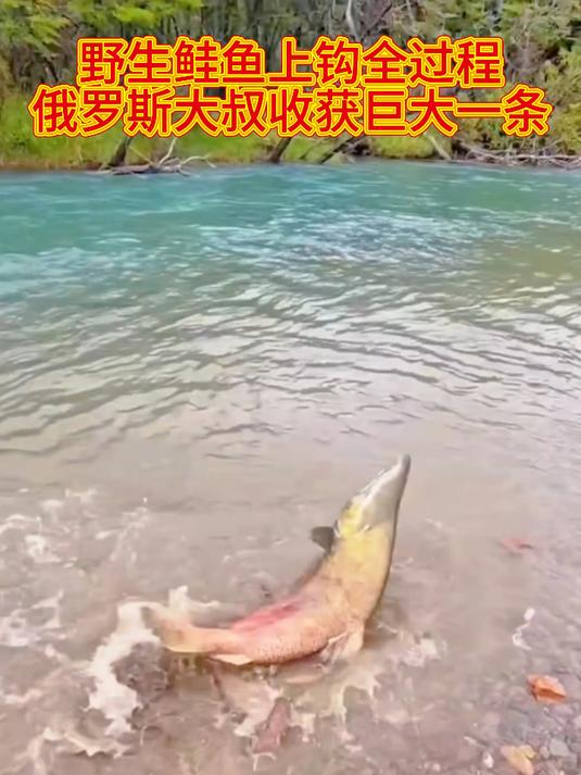 野生鲑鱼上钩全过程,俄罗斯大叔收获巨大一条