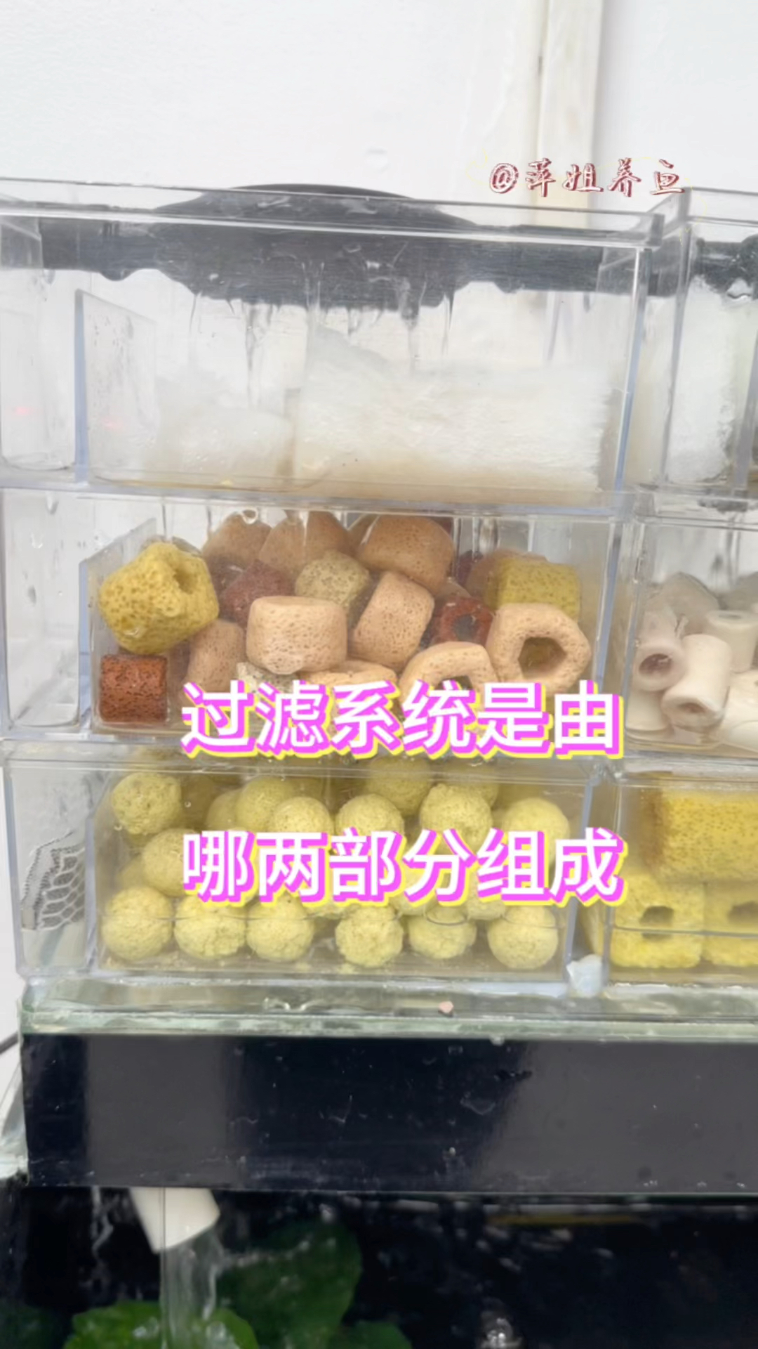 过滤系统由哪两部分组成#水族 #鱼缸里的大自然 #观赏鱼