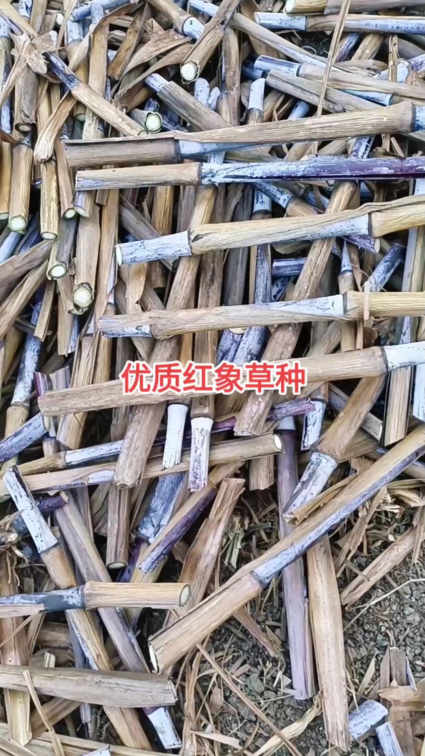 养殖牛羊猪等动物种植哪个品种牧草#优质种苗 #红象草 #牧草种子