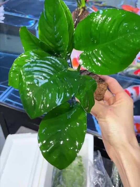 鱼缸空气净化器超神奇 改善水质 打造自然美景