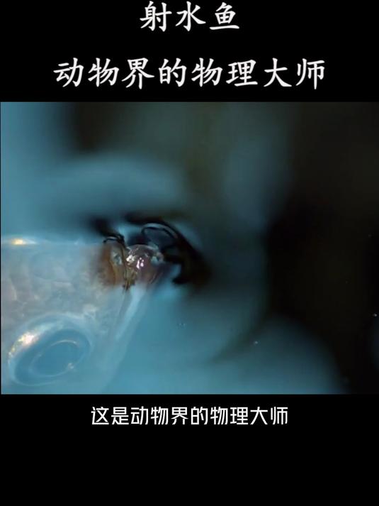 射水鱼,动物界的物理大师!