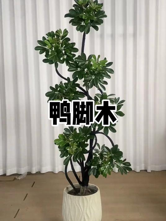 造型鸭脚木大盆栽,在室内养起来真的太好看了吧!