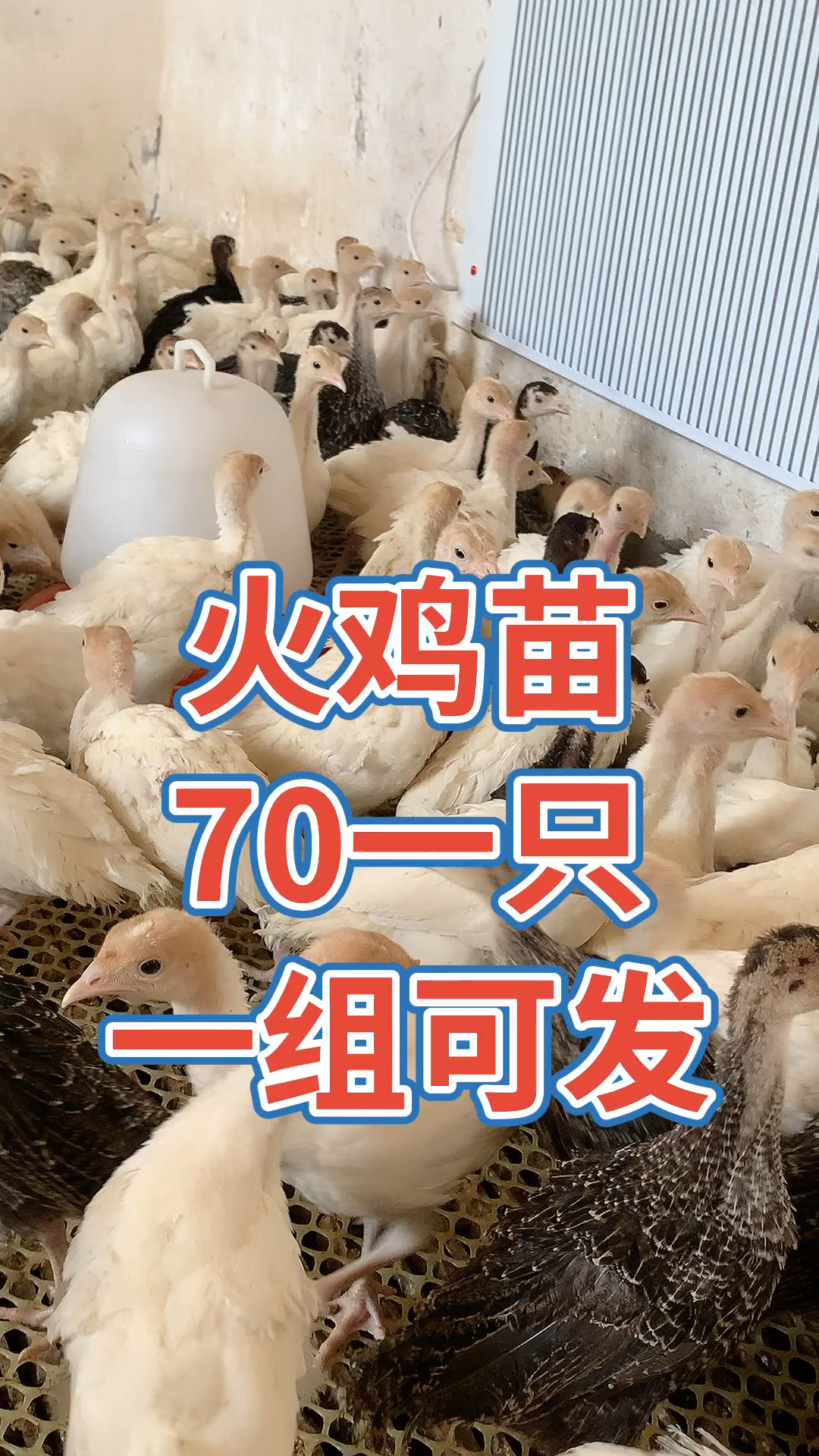 尼古拉青铜火鸡