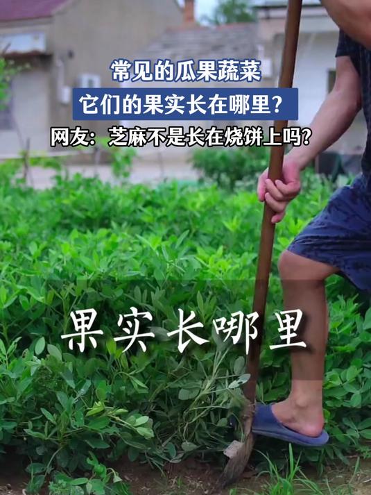 常见的瓜果蔬菜,它们的果实长在哪里?网友:芝麻长在烧饼上