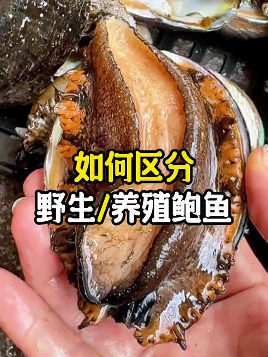 2招学会辨别野生和养殖鲍鱼