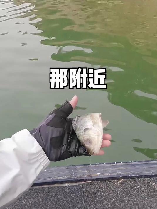帅小伙带女友再次远赴云南边境，寻找稀有蓝色神仙鱼种