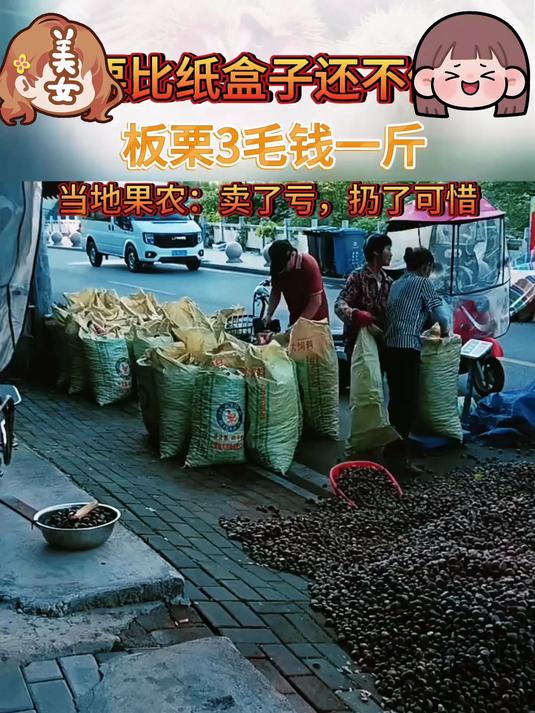 正宗迁西板栗新鲜栗子带壳栗子生栗子