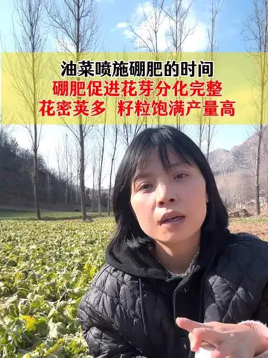 油菜施好硼肥,花多荚满籽饱,产量超高!