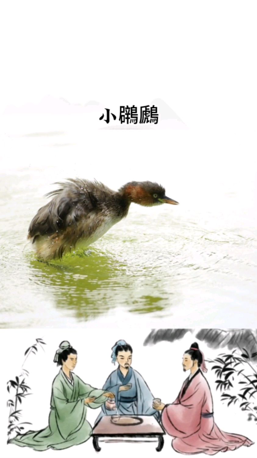 小鸊鷉,俗称“涡轮增压”,我国常见水鸟之一,看看它能跑多快