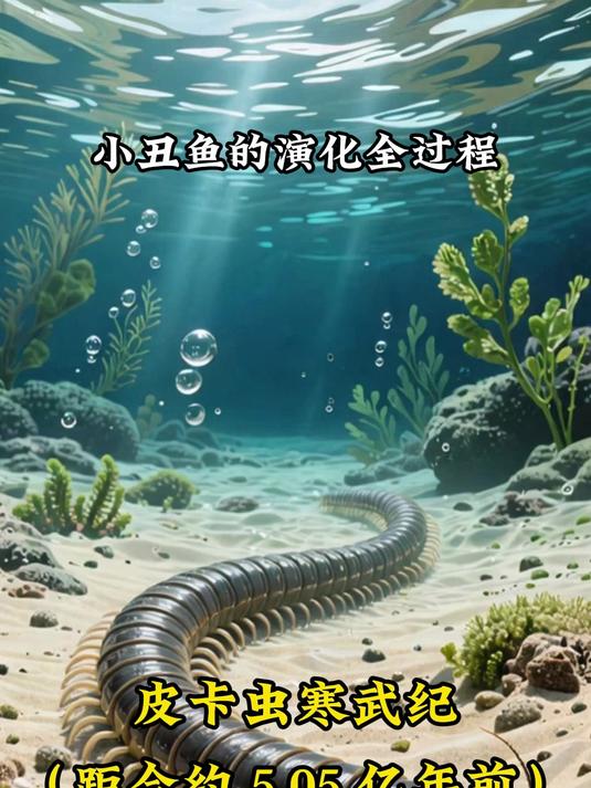 小丑鱼演化路，一步步看明白