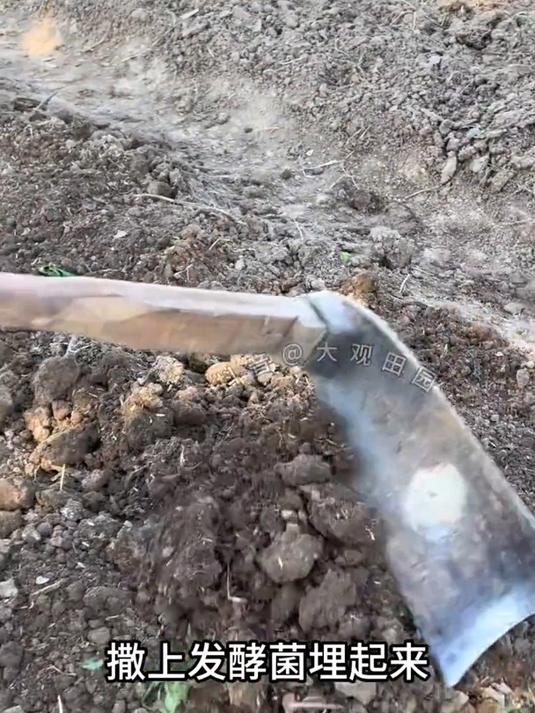 自己用老菜叶厨余垃圾堆肥做有机肥,种出来的菜照样长势很好