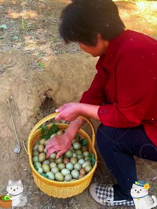 七彩山鸡蛋:独特蛋壳色彩,山林间的自然印记