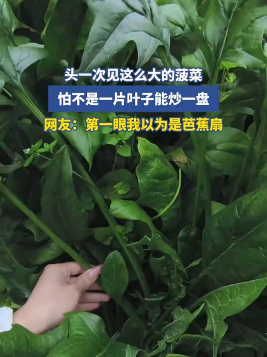 头一次见这么大的菠菜,怕不是一片叶子能炒一盘,网友:第一眼我以为是芭蕉扇