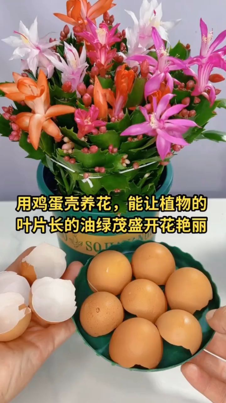 用鸡蛋壳养花好处多多,如何正确使用鸡蛋壳来养护家里的花卉植物,看实际操作方法