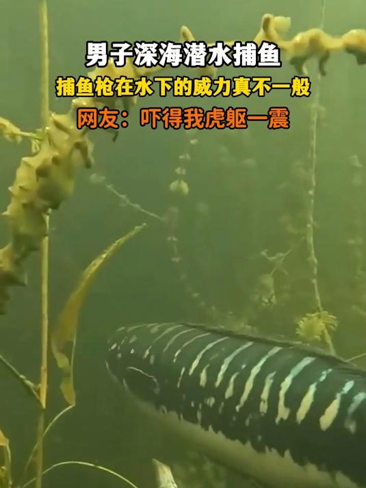 男子深海潜水捕鱼,捕鱼枪水下威力真不一般,网友:吓我虎躯一震