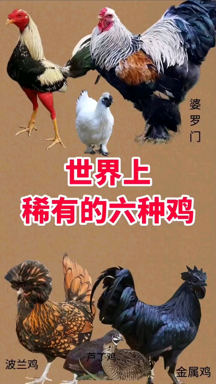 世界上稀有的六种鸡