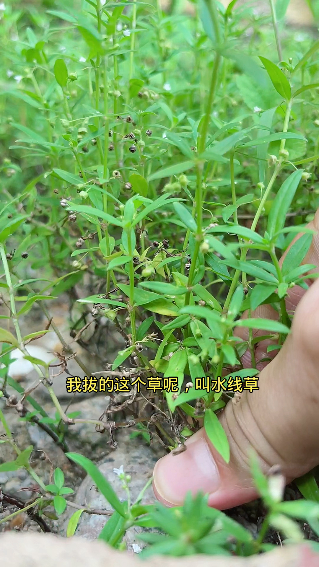 如何区分水线草和白花蛇舌草
