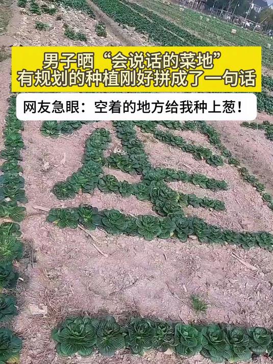 男子晒“会说话的菜地”,网友急眼:空着的地方给我种上葱!
