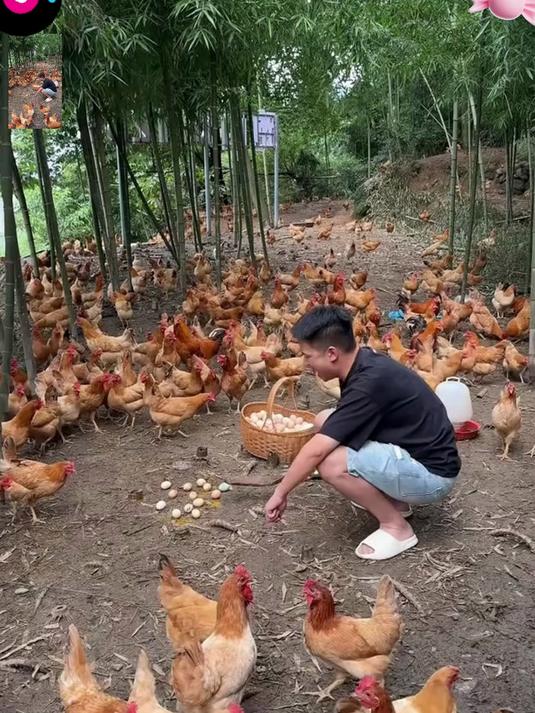 正宗散养土鸡蛋，无饲料自然生长，煎煮炖都超香