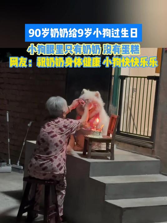 90岁奶奶给9岁小狗过生日，小狗眼里只有奶奶 没有蛋糕，小狗眼里只有奶奶 没有蛋糕#种草官