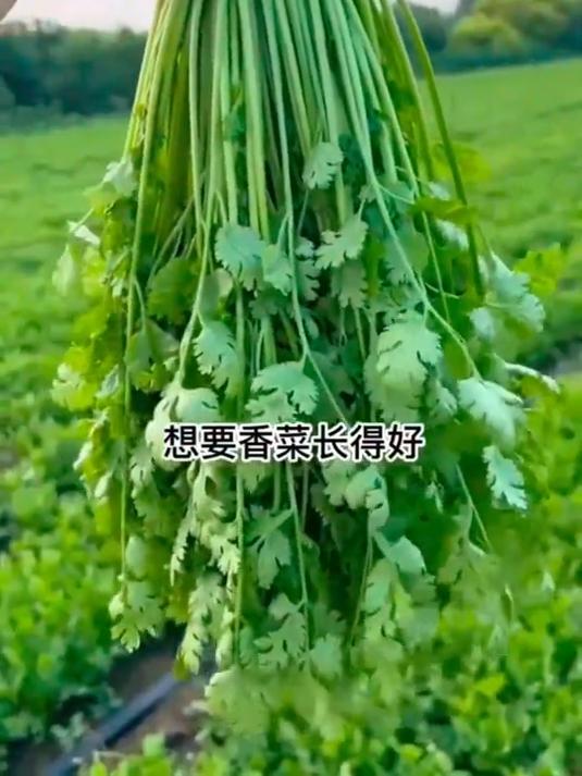香菜党狂喜!这款大叶香菜阳台就能种,365天实现供应自由